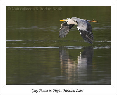 Grey Heron Flying