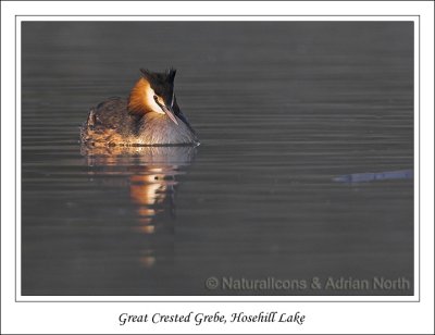 Great Crested Grebe Portrait