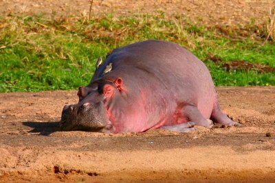 Hippo