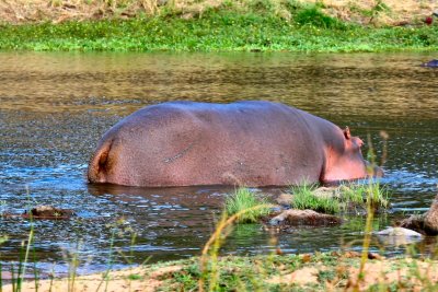 Hippo