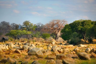 Ruaha River Lodge