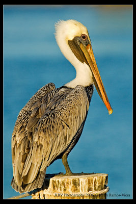 _KRV2989 Brown Pelican web.jpg