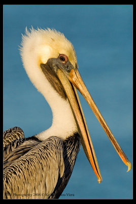 _KRV3005 Brown Pelican web.jpg