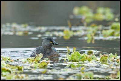 Least Grebe_KRV7305.jpg