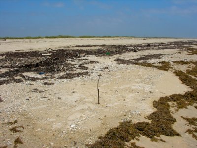 Kemp's ridley - Upper Matagorda Peninsula #2 June 7, 2007