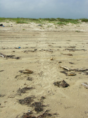 Kemp's ridley - Upper Matagorda Peninsula #3 June 7, 2007