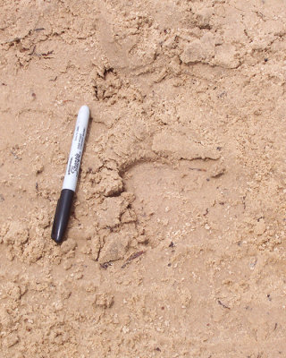 Kemp's ridley check mark.jpg