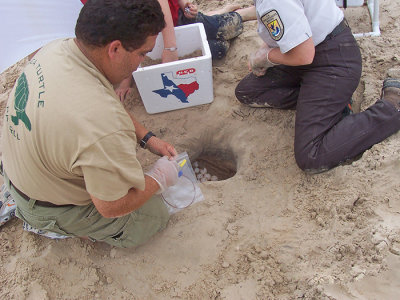 Kemp's ridley eggs.jpg