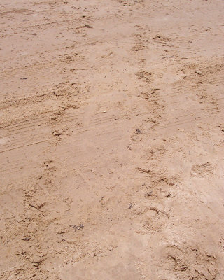 Kemp's ridley tracks - Bryan Beach.jpg