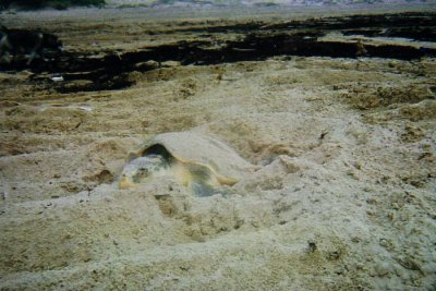 Kemp's ridley - Upper Matagorda Peninsula June 25, 2007