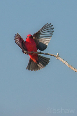 Vermilion Flycatcher 2