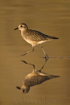 Black-bellied Plover (winter plumage)
