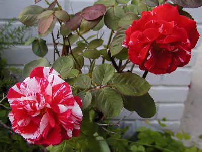 g6/94/575794/3/71483751.HPYLk0C7.jpg