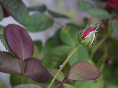 Scentimental Rose