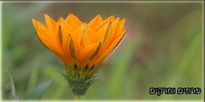 flower  macro.jpg