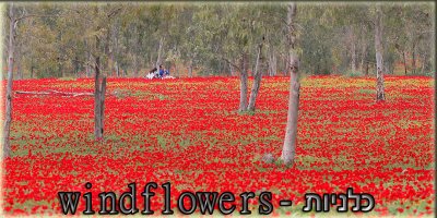 IMG_4023-windflowers.jpg