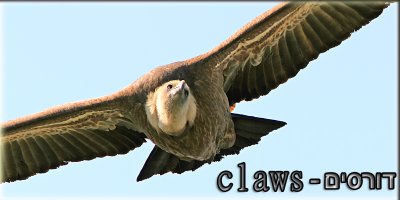claws.jpg