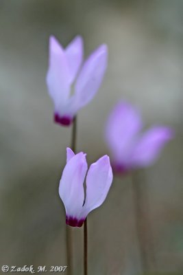 PC-IMG_4222.jpg