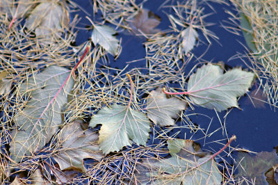 Floating Leaves  Needles 0232.jpg