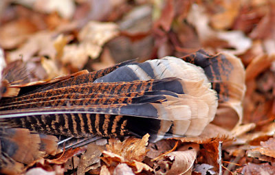 Turkey feathers 465.jpg