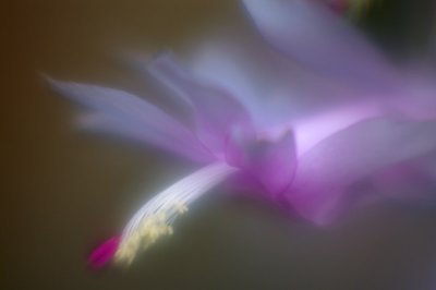 Christmas Cactus 104.jpg