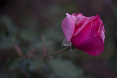 _MG_360320060930.jpg
