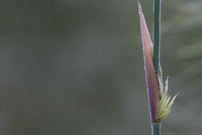 _MG_630720061105.jpg