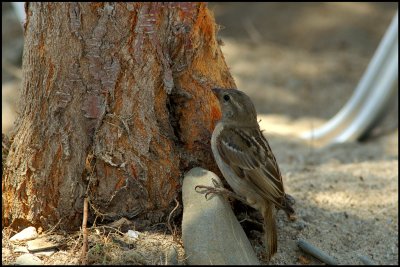 sparrow (2)