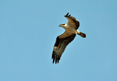 Osprey 