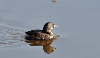 Pied-billed Grebe 
