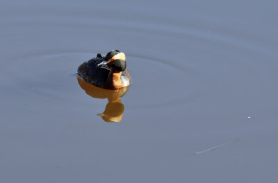 Horned Grebe 