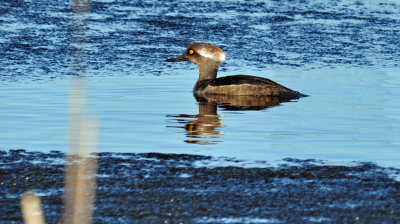 Hooded Merganser 