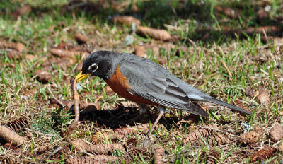 American Robin 