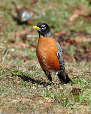 American Robin 