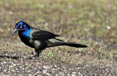Common Grackle