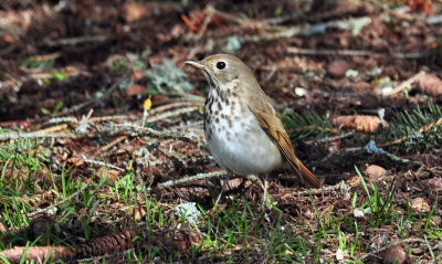 Hermit Thrush