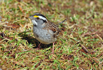 White-throated Sparrow 