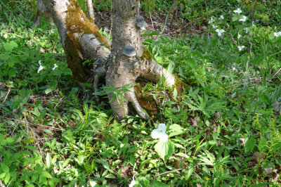 Forest Floor