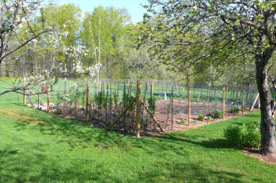 New Fence
