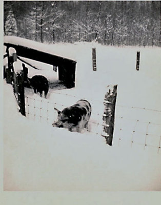Ranch Pigs 1951 (Scanned from old photo)