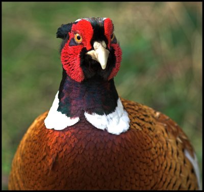 Cock pheasant.jpg