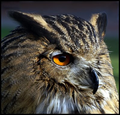 European eagle owl - watching.jpg