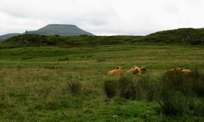 Highland cattle and McLeods table.jpg