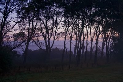 Sunrise-through-the-trees.jpg