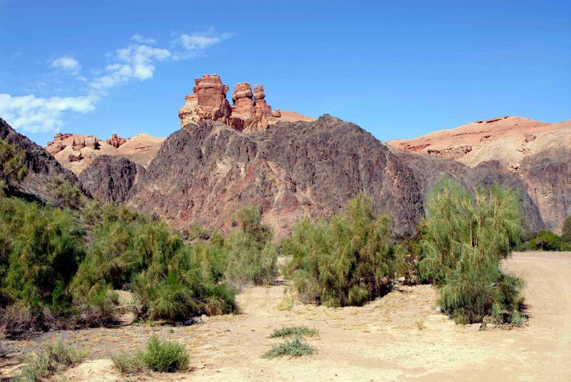 The saksaul trees (haloxylon)
