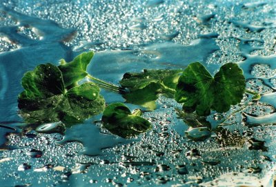 Green on Blue