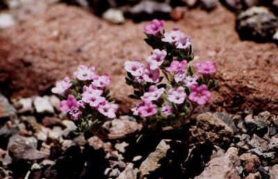 Death Valley flowers