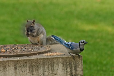 Lunch Buddies