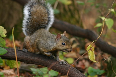 Squatting Squirrel