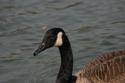 Profile of a Goose